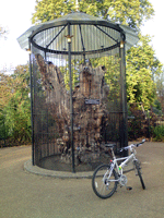 The Elfin Oak - 900 years old