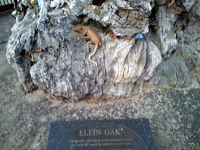 Elfin Oak Plaque